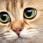 Саша Коновалов