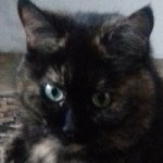Саша Николенко