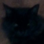 dima