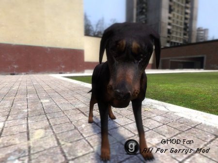 Puppy Snpc