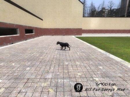 Puppy Snpc