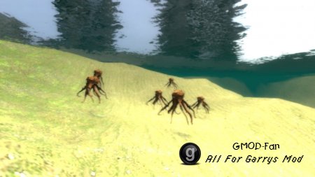 Octopus Snpc