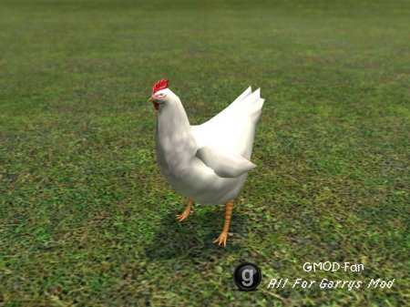 Angry Chicken