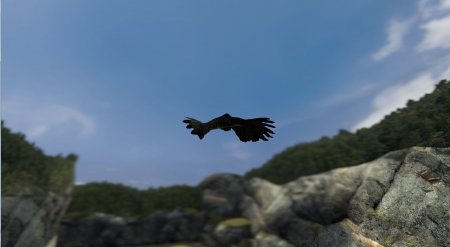 Drunk Crow
