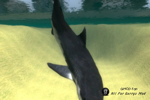Shark Pack (Not a Dupe)