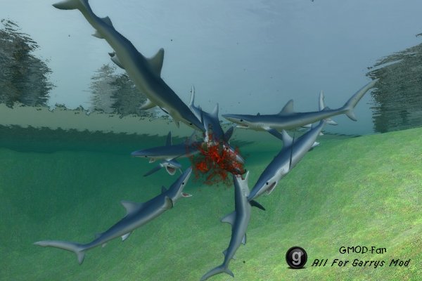 Shark Pack (Not a Dupe)