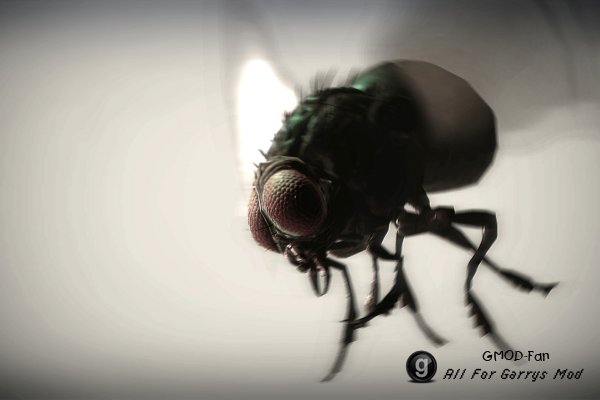 The Fly