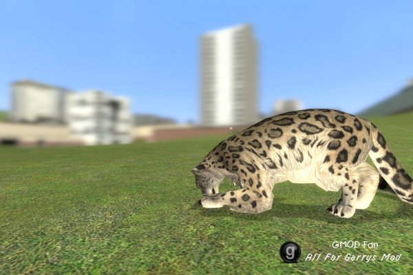 Animal SNPCs