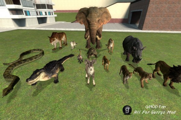 Animal SNPCs