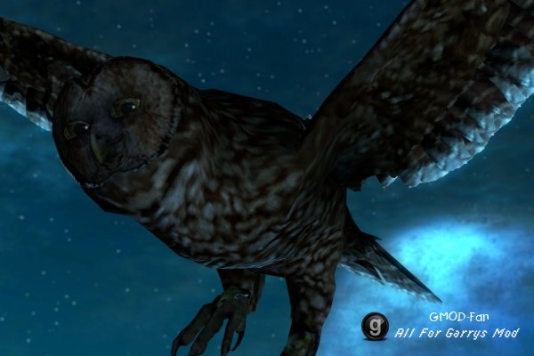 Animated Owls