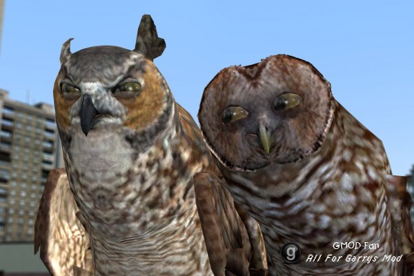 Animated Owls