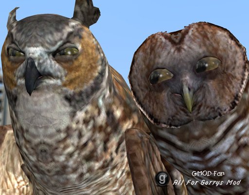 Animated Owls