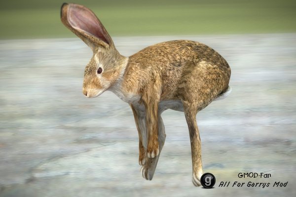 Rabbit