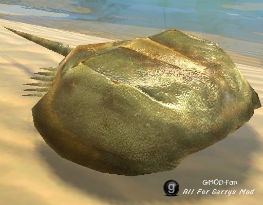 [VJ base] Horseshoe Crab SNPC