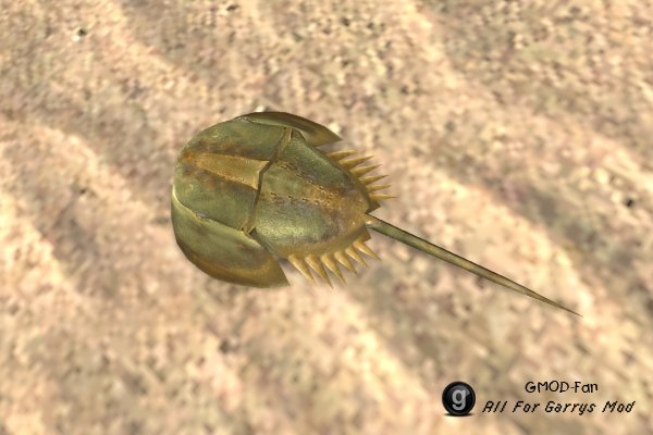 [VJ base] Horseshoe Crab SNPC
