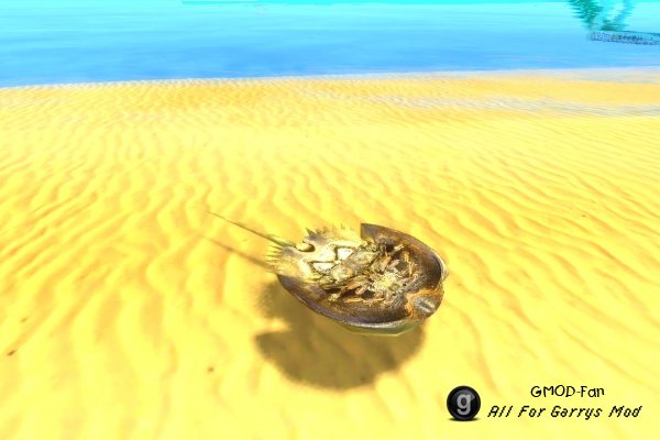[VJ base] Horseshoe Crab SNPC