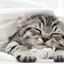 [HD] Cat Backgrounds