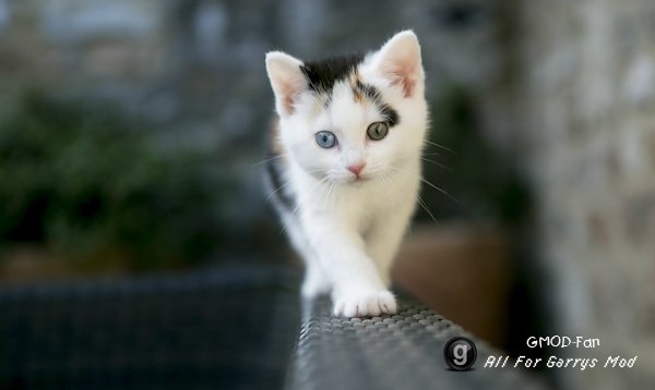 [HD] Cat Backgrounds