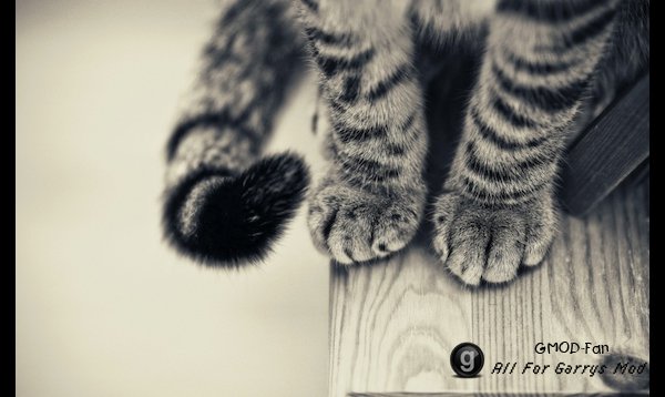 [HD] Cat Backgrounds
