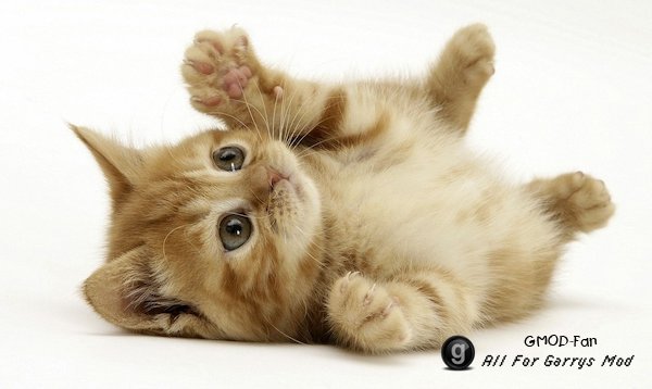 [HD] Cat Backgrounds