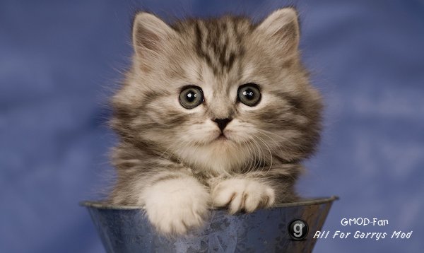 [HD] Cat Backgrounds
