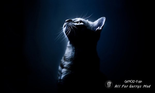 [HD] Cat Backgrounds