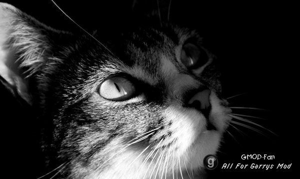 [HD] Cat Backgrounds